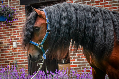 Étalon dressage