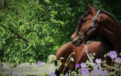 Étalon dressage