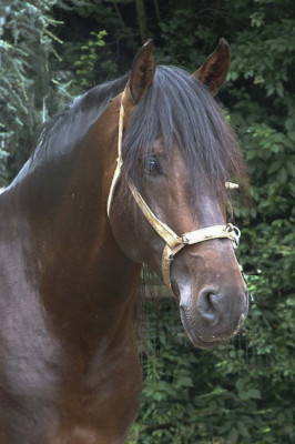 Final européenne jeune chevaux MCI, St-George, « Belgique »