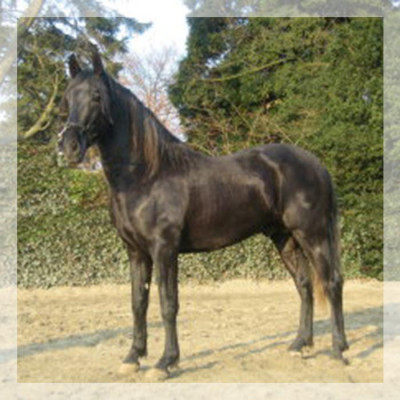 Cheval de Concours « Belgique »