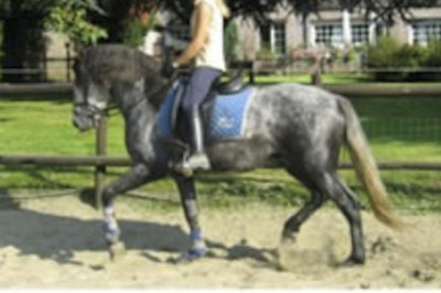 MCI jeune chevaux, Loisir, « belgique »