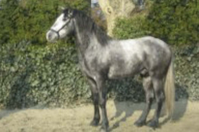 MCI jeune chevaux, Loisir, « belgique »