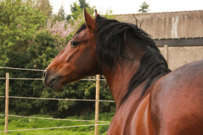 Cheval de Concours « France »