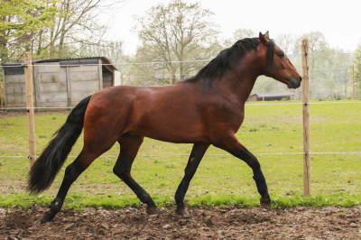 Cheval de Concours « France »