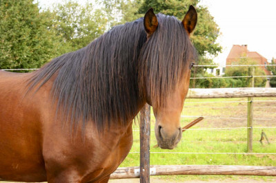 Cheval de loisir « France »