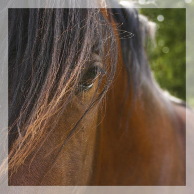 Cheval de loisir « France »