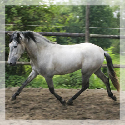 Cheval de Concours « Belgique »