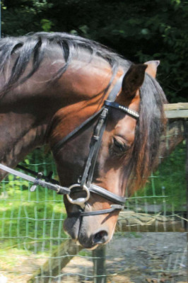 Cheval de Concours « Belgique »