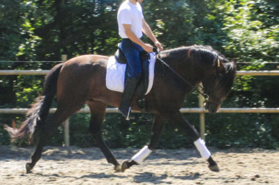 Cheval de Concours « Belgique »