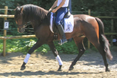 Cheval de Concours « Belgique »