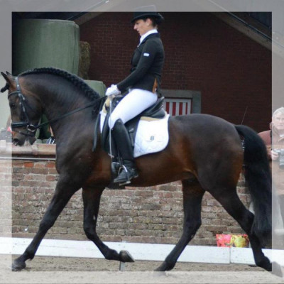 Cheval de Concours « Belgique »