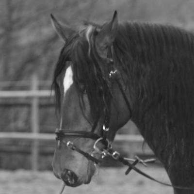 Cheval de Concours « Belgique »