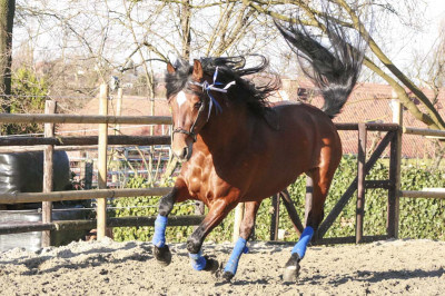 Cheval de Concours « Belgique »