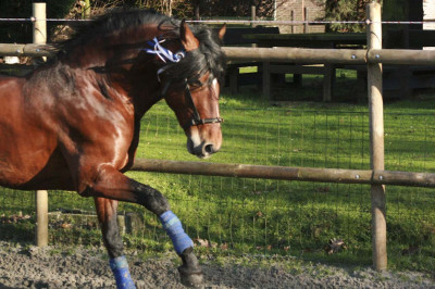 Cheval de Concours « Belgique »