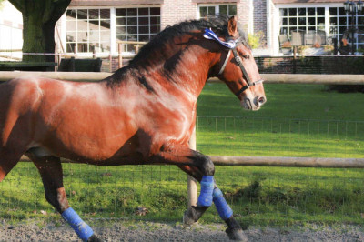 Cheval de Concours « Belgique »