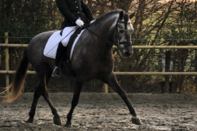 MCI jeune chevaux « belgique »