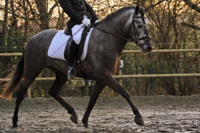 MCI jeune chevaux « belgique »