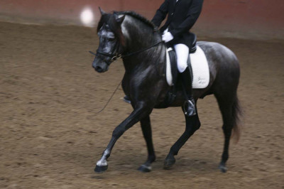 MCI jeune chevaux « belgique »