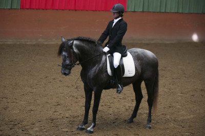 MCI jeune chevaux « belgique »