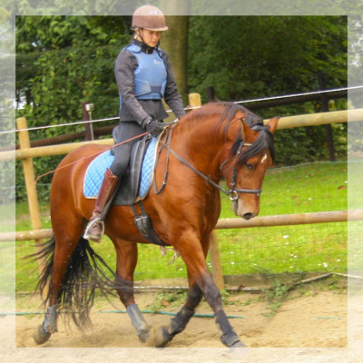 Cheval de loisir « Belgique »