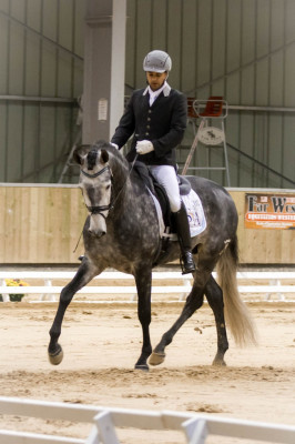 Etalon champion j chevaux France