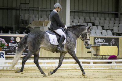 Etalon champion j chevaux France