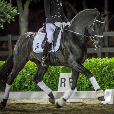 Pure Race Espagnole Dressage