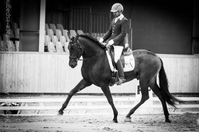 Étalon dressage