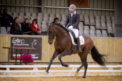 Étalon dressage