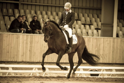 Étalon dressage