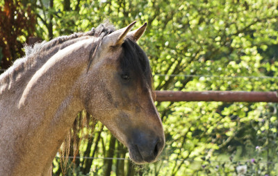 Belgique: Hongre 6 ans