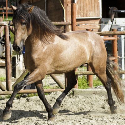 Belgique: Hongre 6 ans