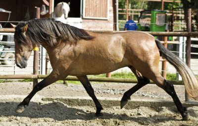 Belgique: Hongre 6 ans