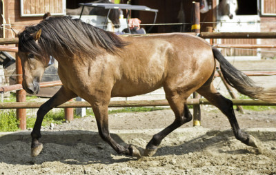 Belgique: Hongre 6 ans