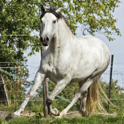 Belgique