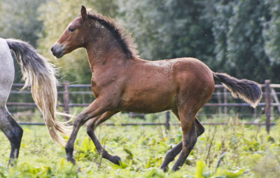 Dressage Belgique