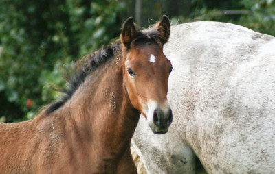 Dressage Belgique