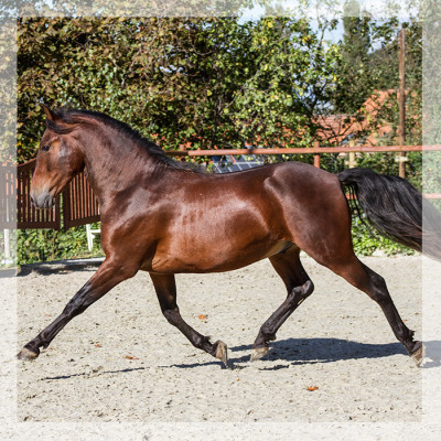 Dressage Belgique