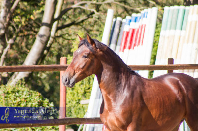 Dressage Belgique