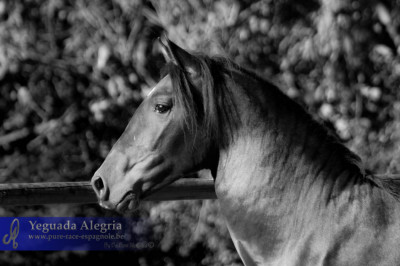 Dressage Belgique