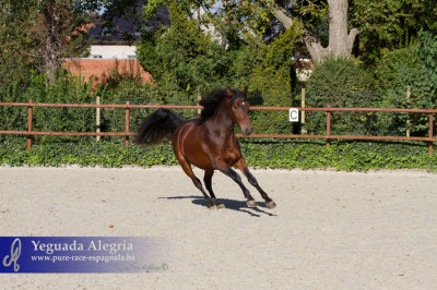 Dressage Belgique