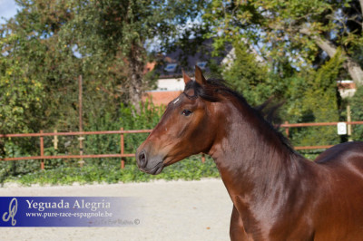 Dressage Belgique