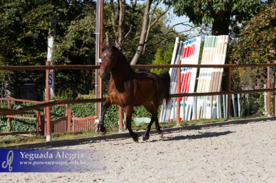 Dressage Belgique