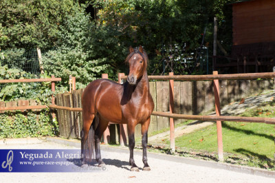 Dressage Belgique