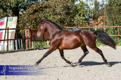 Dressage Belgique