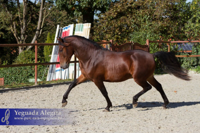 Dressage Belgique