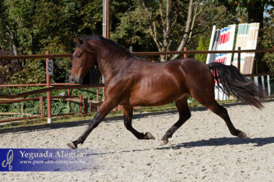 Dressage Belgique