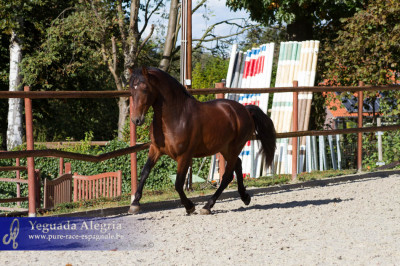 Dressage Belgique