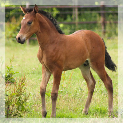 Jeune cheval concours DR Pays Bas