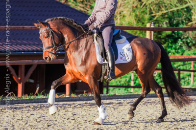 Jeune cheval concours DR Pays Bas